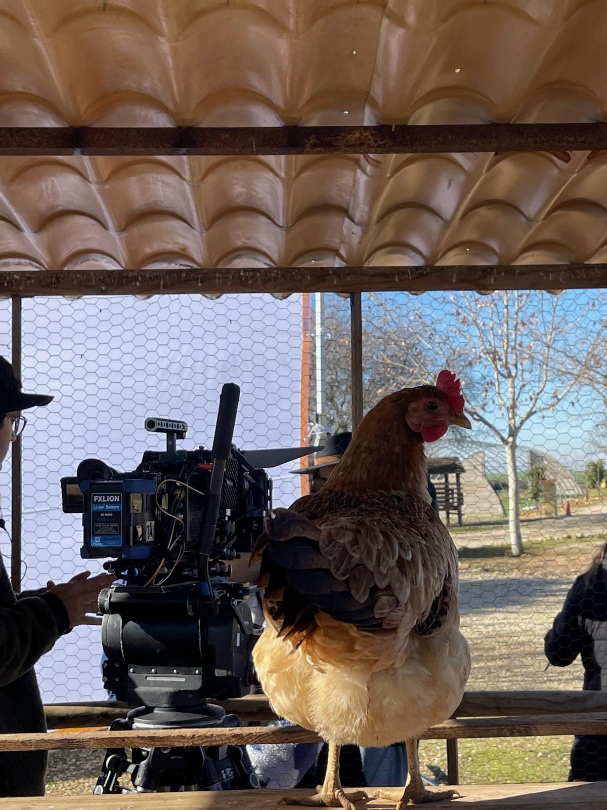Chicken on camera